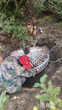 高度500厘米云杉