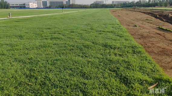 草卷状四季青草坪