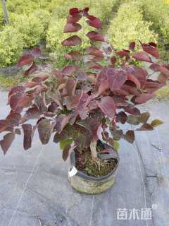 5公分紫叶加拿大紫荆