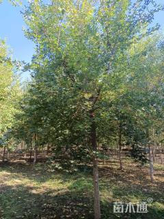 8公分元宝枫