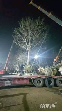 10公分彩叶豆梨