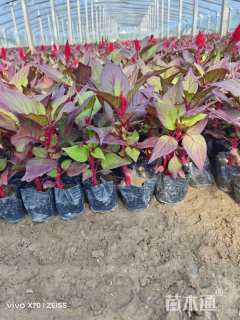 高度20厘米鸡冠花