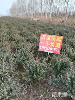 冠幅80厘米火棘球