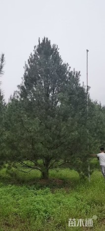 高度800厘米白皮松