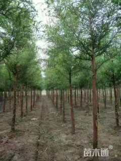 8公分墨西哥落羽杉