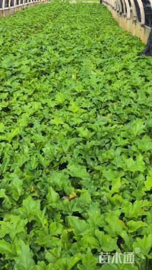 高度30厘米春羽