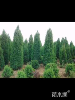 高度120厘米桧柏