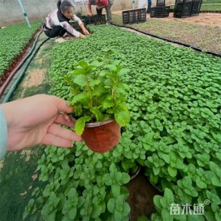 高度25厘米薄荷