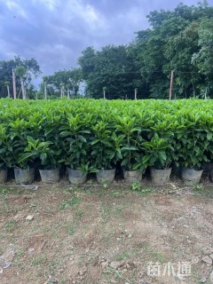 高度50厘米非洲茉莉