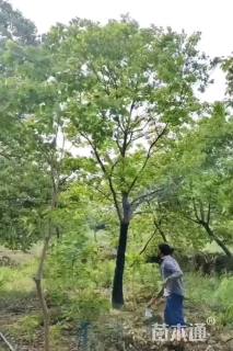 15公分乌桕