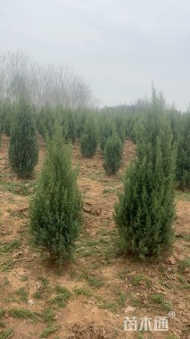 高度60厘米刺柏