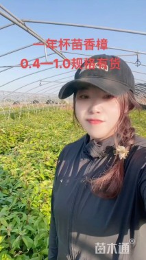 0.7公分香樟
