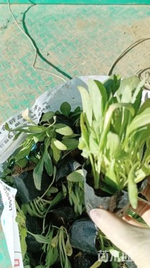 高度20厘米宿根天人菊