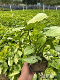 高度15厘米合果芋