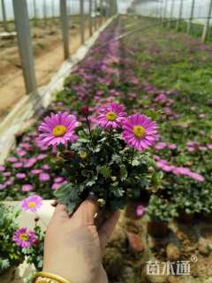 高度20厘米姬小菊
