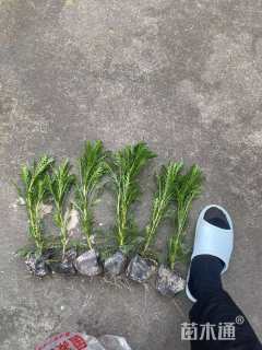 高度30厘米黄金菊