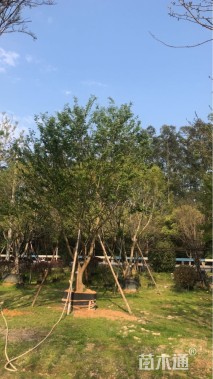 18公分朴树
