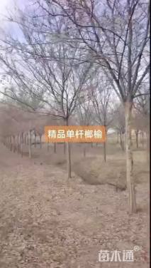 60公分(5杆)丛生朴树
