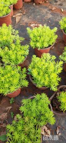 高度10厘米佛甲草