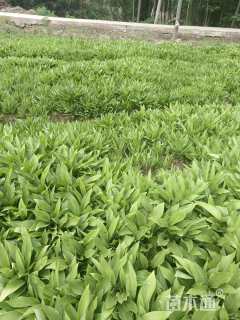 高度20厘米玉簪