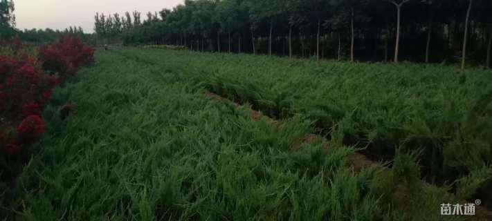 高度25厘米沙地柏