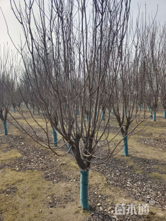 10公分紫叶矮樱