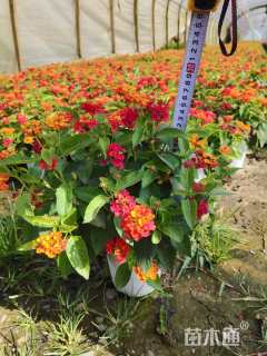 高度25厘米福禄考