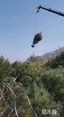 高度450厘米雪松