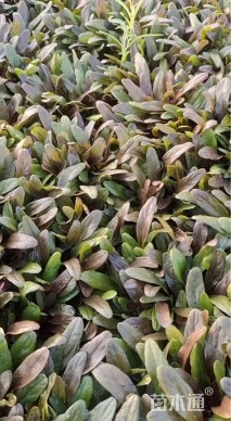高度30厘米多花筋骨草