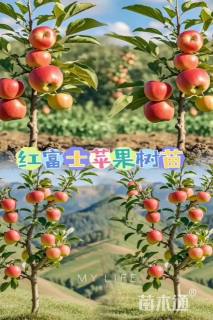 高度150厘米红苹果苗
