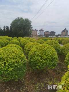 冠幅120厘米金冠女贞球