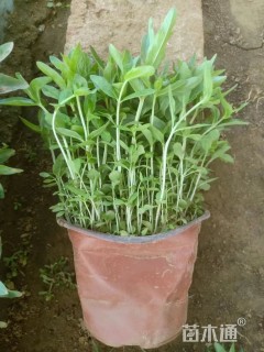 高度30厘米千屈菜