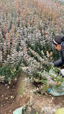 高度42厘米卫矛小苗