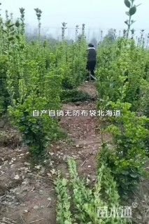 高度100厘米北海道黄杨