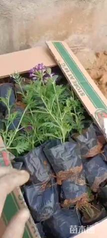 高度15厘米美女樱