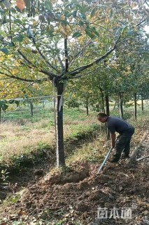 15公分高杆染井吉野樱