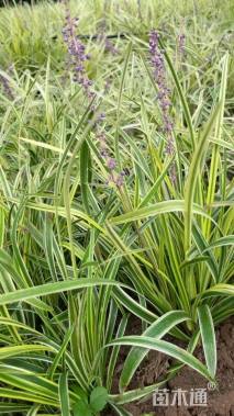 高度40厘米金边麦冬