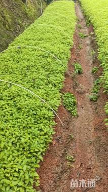 0.2公分乐昌含笑