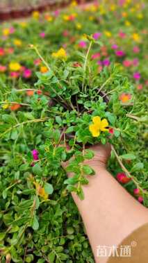 高度10厘米半枝莲