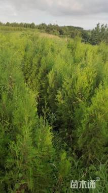高度80厘米侧柏小苗