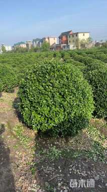 高度110厘米黄杨