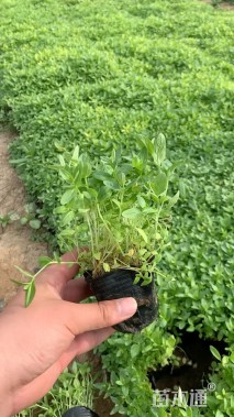 高度30厘米婆婆纳