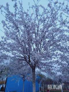 7公分樱花