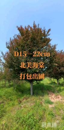 18公分绚丽海棠
