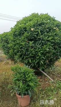 150厘米非洲茉莉
