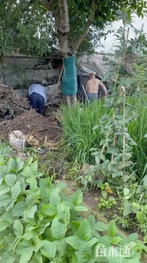 35公分黄葛树