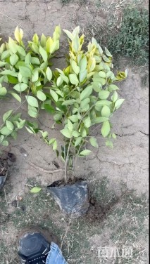 高度49厘米金森女贞小苗