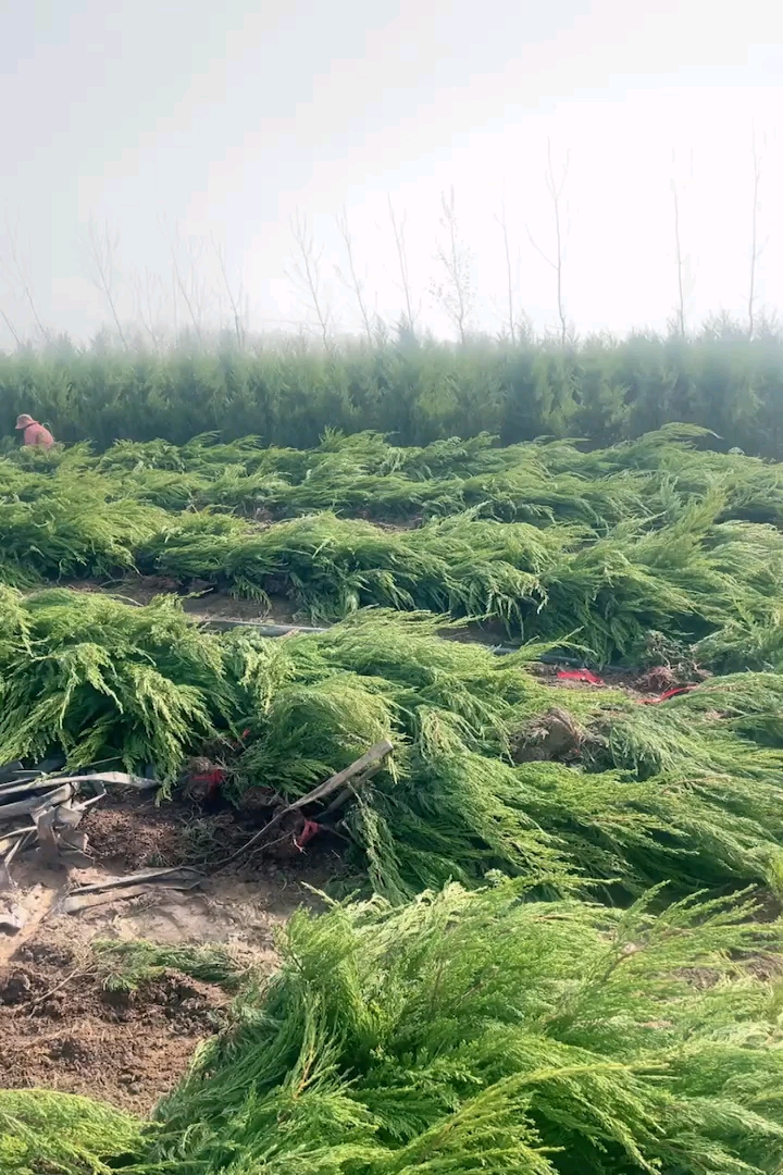 高度40厘米龙柏