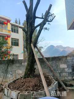 高度5500厘米金弹子