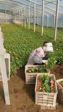 高度20厘米金盏菊